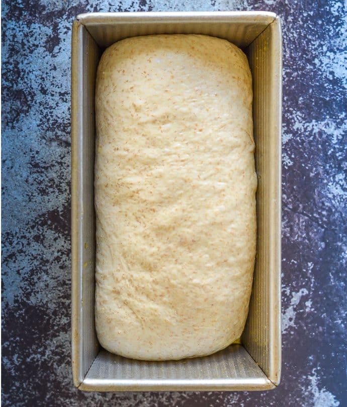 easy whole wheat bread dough shaped and in a loaf pan prior to proofing